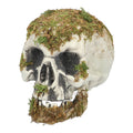 Decoratie Schedel Met Mos Swamp