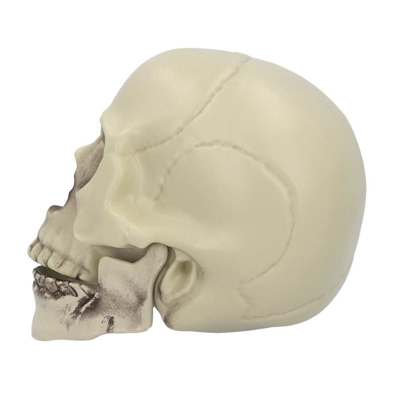 Op deze afbeelding zie je een Decoratie, van het merk Boland. Decoratie Schedel Whisperbone